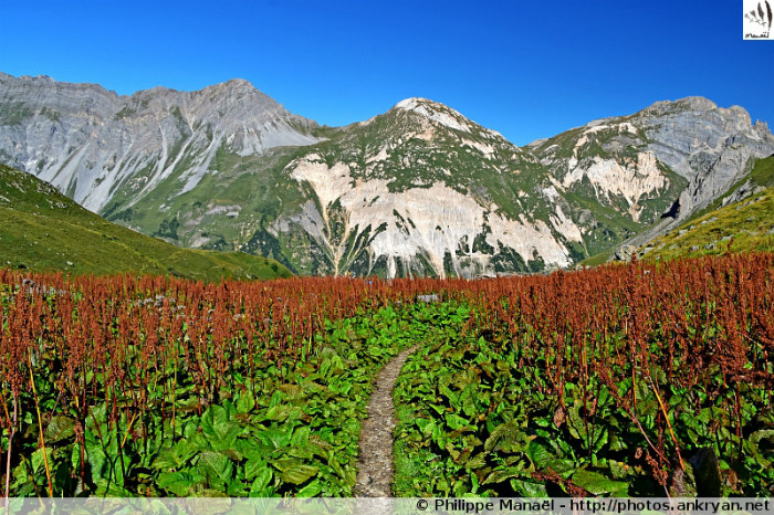 Petit Mont-Blanc, chalet des Nants, Pralognan-la-Vanoise (Savoie, France)