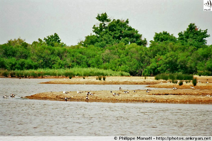 Pyla-sur-Mer - Parc ornithologique du Teich (trekking Traversée des Landes). France, Aquitaine, Gironde