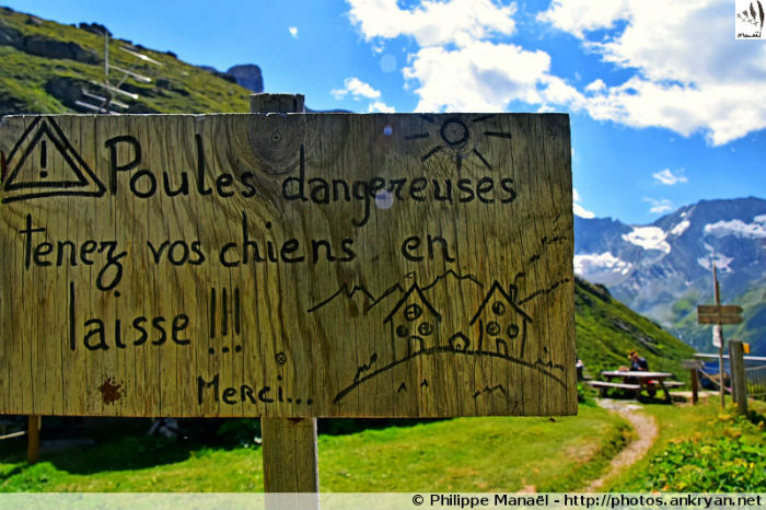 Refuge de Plaisance, poules dangereuses ! Champagny-en-Vanoise (Savoie, France)