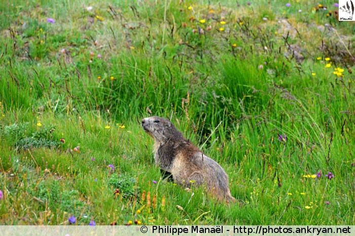 Marmotte au Plan des Nettes, vallon de la Leisse (Vanoise, Savoie, France)