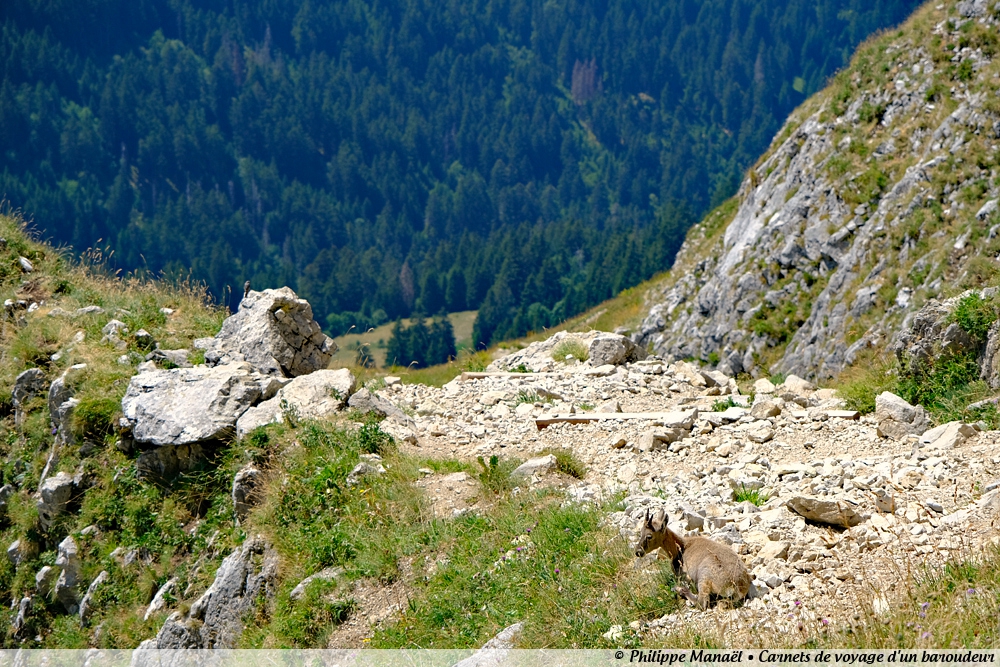 Chamois au bord du sentier, Dent d'Oche (Alpes, Haute-Savoie, France)