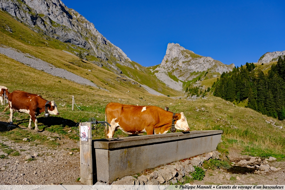 Vaches de race Abondance aux Chalets d'Oche (Alpes, Haute-Savoie, France)